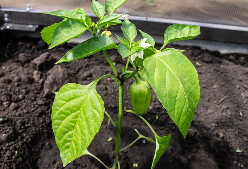 Photo sweet pepper on the bush in the garden stock photo
