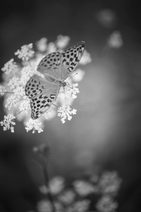 single cardinal butterfly insect in summer in plain day close-up in black and white royalty free stock image single cardinal butterfly insect in summer in plain day close-up in black and white royalty free stock image