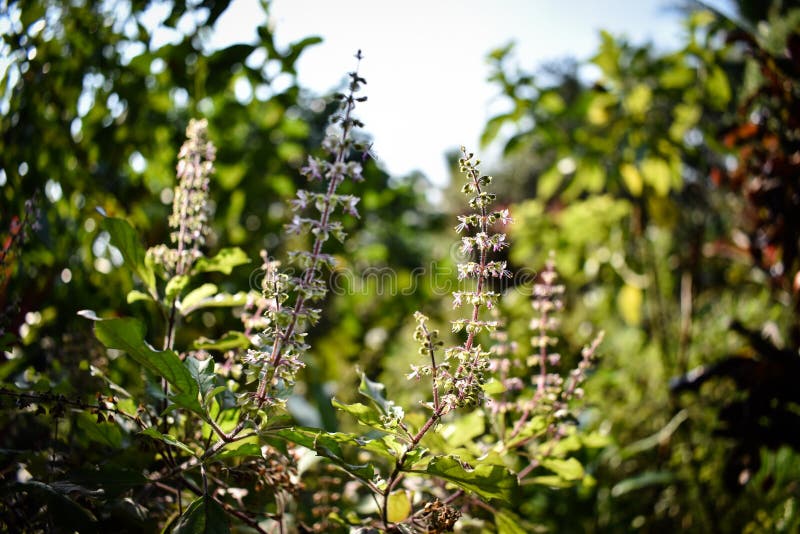 Thai basil in the garden stock photo. Image of healthy 208578786