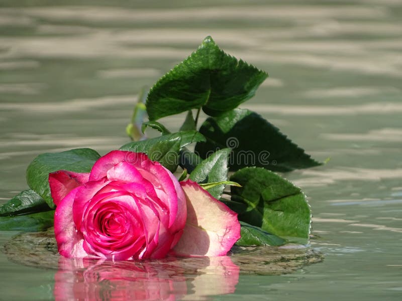 Pink rose in the water stock photo. Image of emotionally - 98529388
