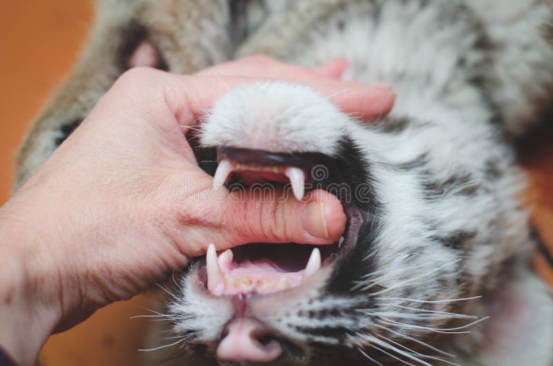 Biting The Tiger Scan Vf Photo of a Tiger Cub Biting a Human Thumb Stock Photo - Image of hands