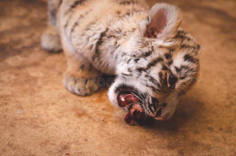 Photo of a Tiger Cub Eating Meat Stock Photo Image of bandhavgarh