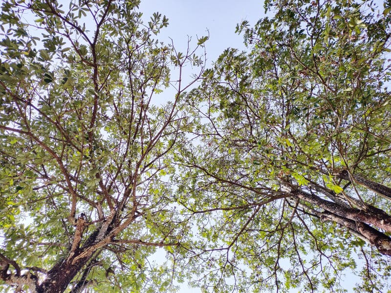 Photo trees from bottom stock photos