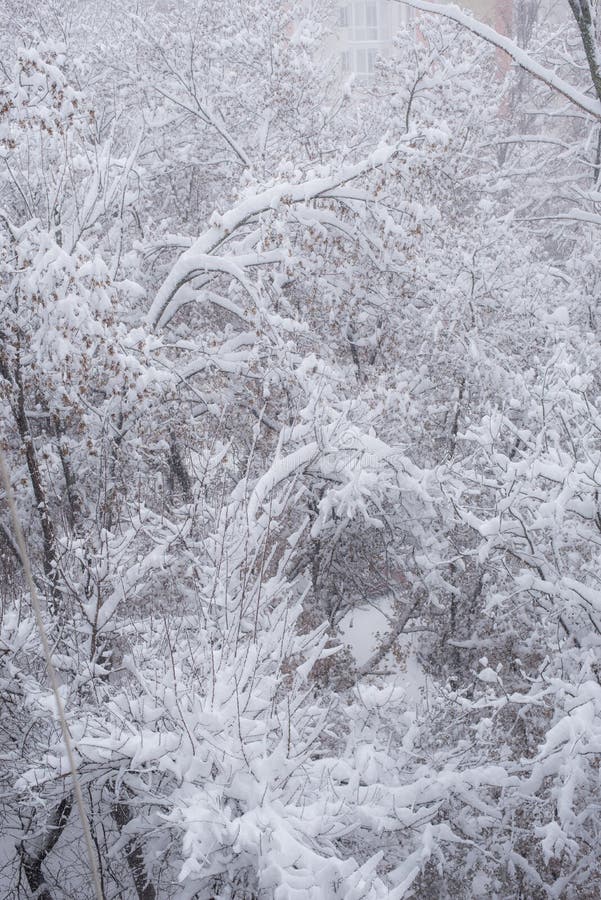 Photo trees in winter in the snow. snowy background stock image