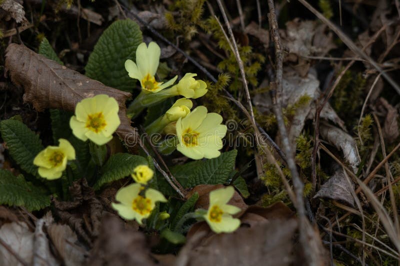 Photo of trumpets up close stock photo. Image of green 276796176