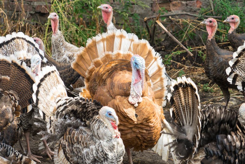 Photo of Turkeys on a Home Farm. Stock Photo Image of christmas, beak