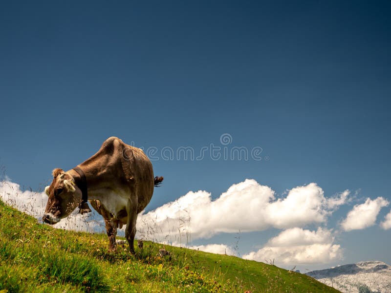 photo typique d'isolement de vache un jour ensoleillé d'été à une montagne suisse de ferme photo stock photo typique d'isolement de vache un jour ensoleillé d'été à une montagne suisse de ferme photo stock