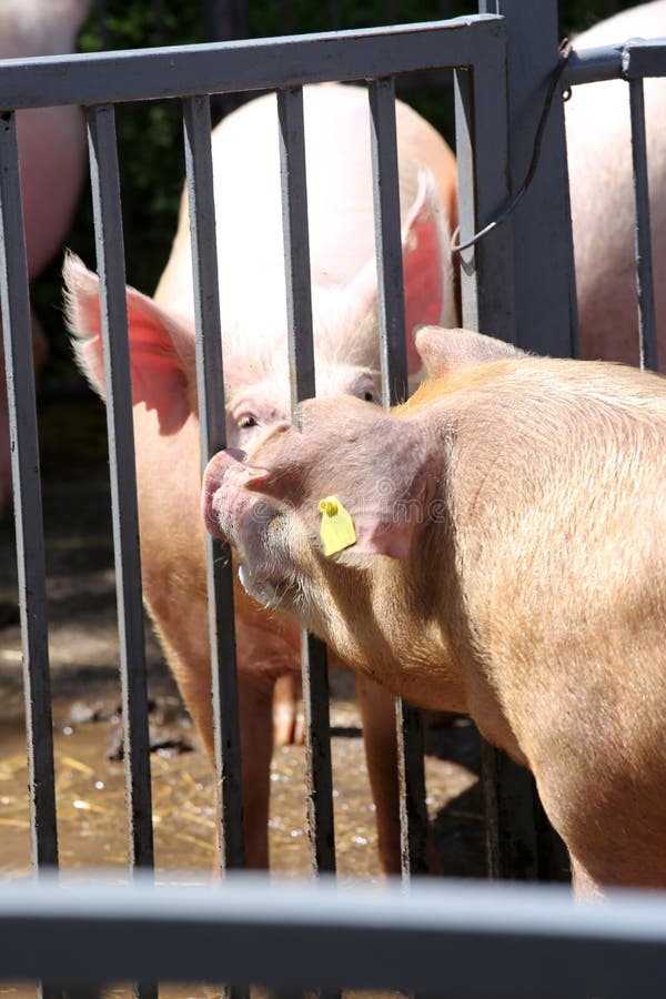 Photo verticale des porcs domestiques à la ferme d'animaux photo stock Photo verticale des porcs domestiques à la ferme d'animaux photo stock