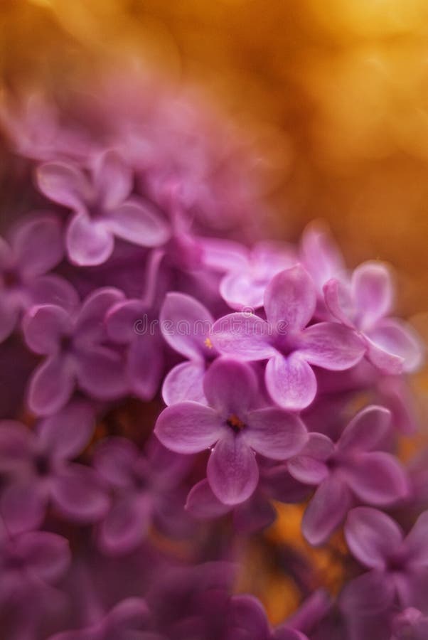 Photo vulgaris de syringa de rose image libre de droits Photo vulgaris de syringa de rose image libre de droits