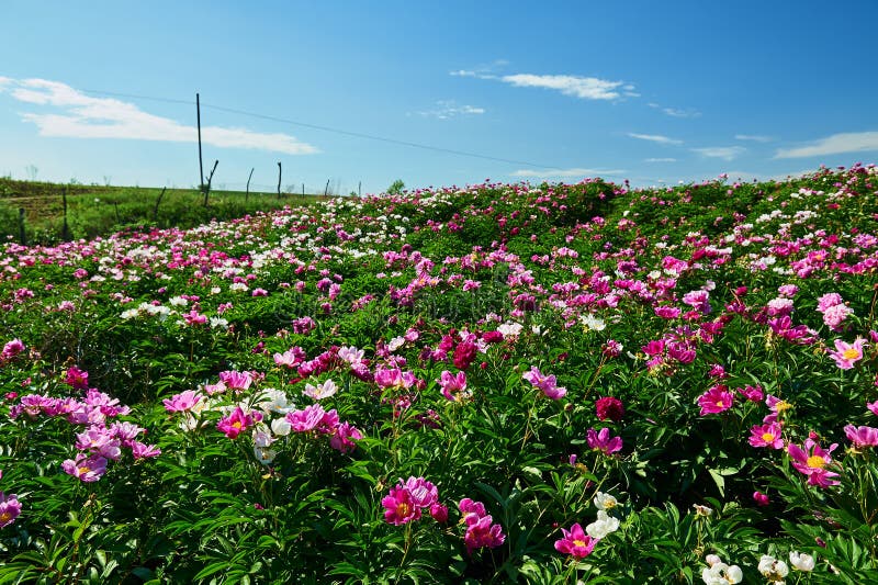 The peony flowers in th fields