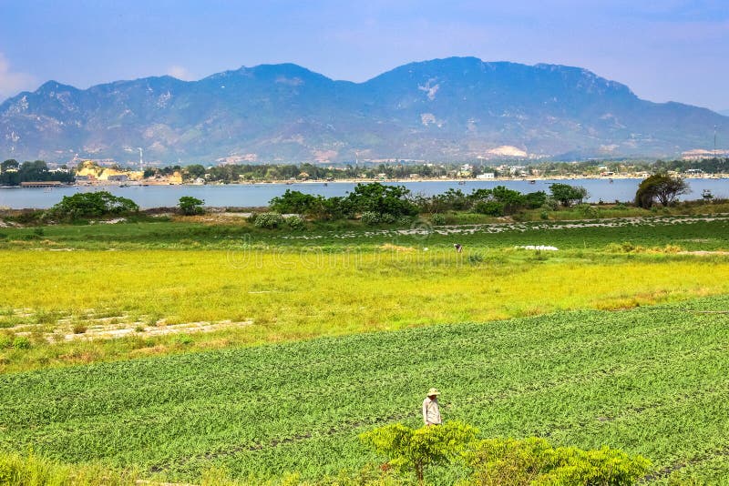 Rural Scene with Farmers Working on Green Watermelon Fields royalty free stock images Rural Scene with Farmers Working on Green Watermelon Fields royalty free stock images