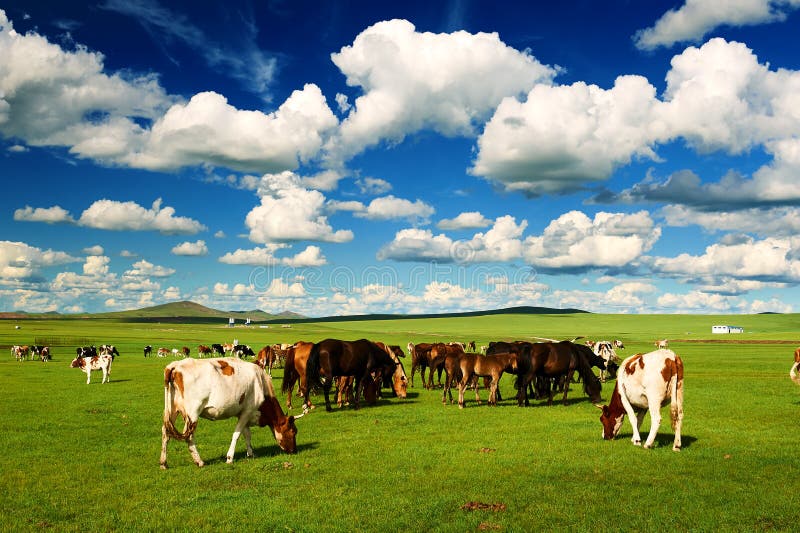 The cows on the summer pasture of Hulunbuir