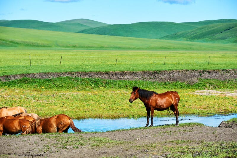 The horse in river of the summer pasture of Hulunbuir