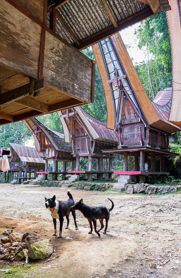 Tato fotografie byla pořízena v Tana Toraja, Sulawesi, Indonésie.