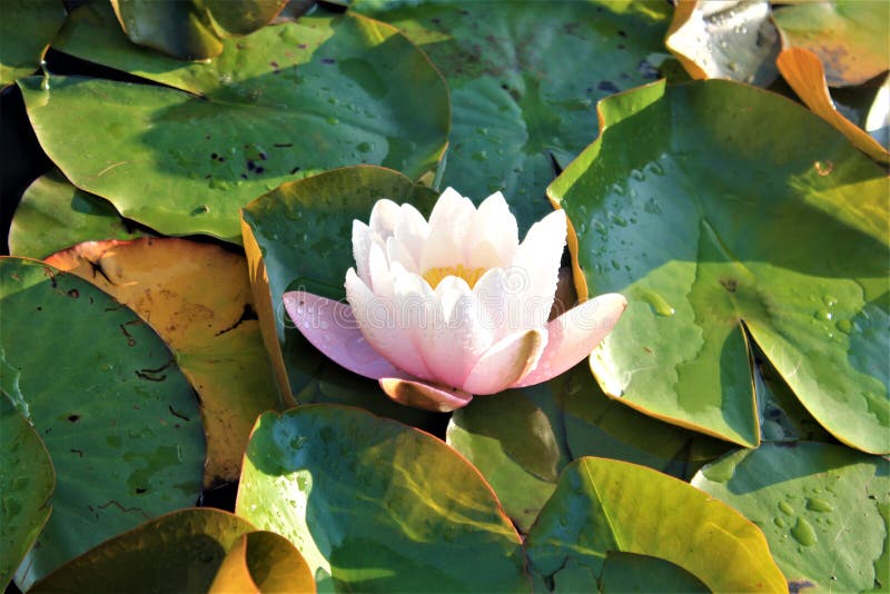 Water Lilies Flowering on the Lake, Luxembourg Stock Photo - Image of ...