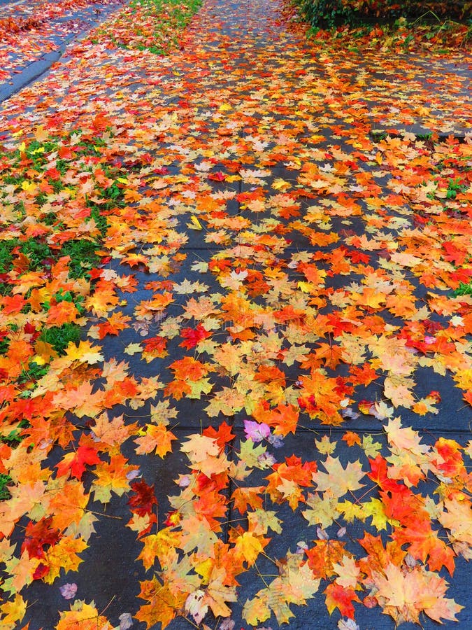 Dry Leaves in October, Autumn Background, Close Up Stock Photo Image