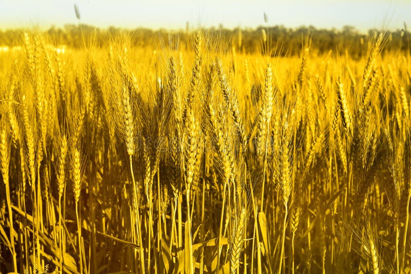 817 Baisakhi Stock Photos - Free & Royalty-Free Stock Photos from Dreamstime 817 Baisakhi Stock Photos - Free & Royalty-Free Stock Photos from Dreamstime