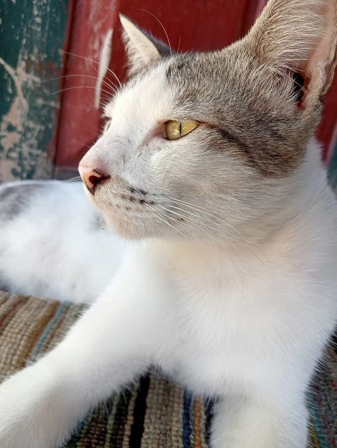 Photo of a white Angora crossbreed cat in front of the door