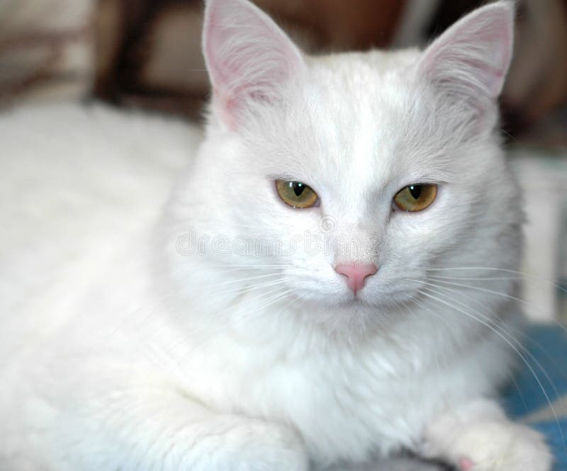 Photo Of A White Cat .Soft, Fluffy White Cat. Stock Image Image of