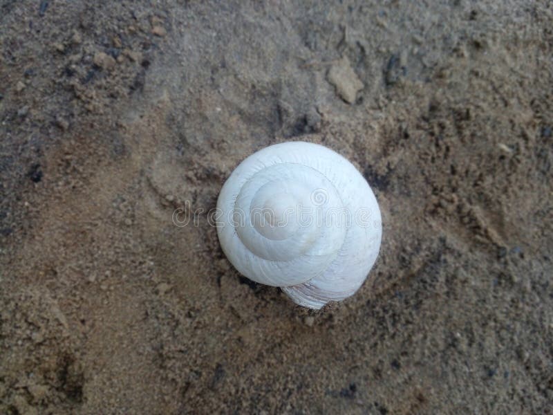 Photo of a white conch shell embedded in the sandy soil by the river royalty free stock images