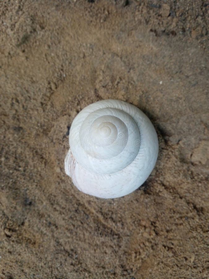 Photo of a white conch shell embedded in the sandy soil by the river stock image