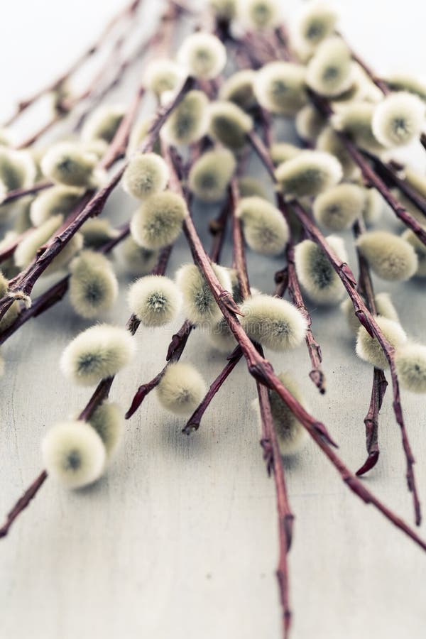 Willow Catkins stock image. Image of botany, gemmae, celebration 29851787
