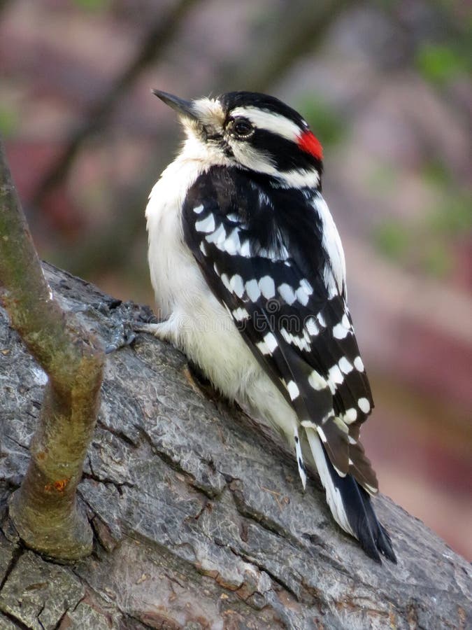 Black and White Colored Woodpecker Stock Photo Image of nature