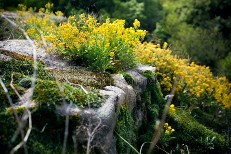 Yellow Flowers In The Cliff Stock Image Image of sensitive, yellow