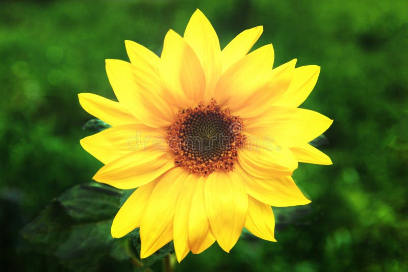 Photo of Yellow Sunflower on Green Grass Stock Photo Image of botany