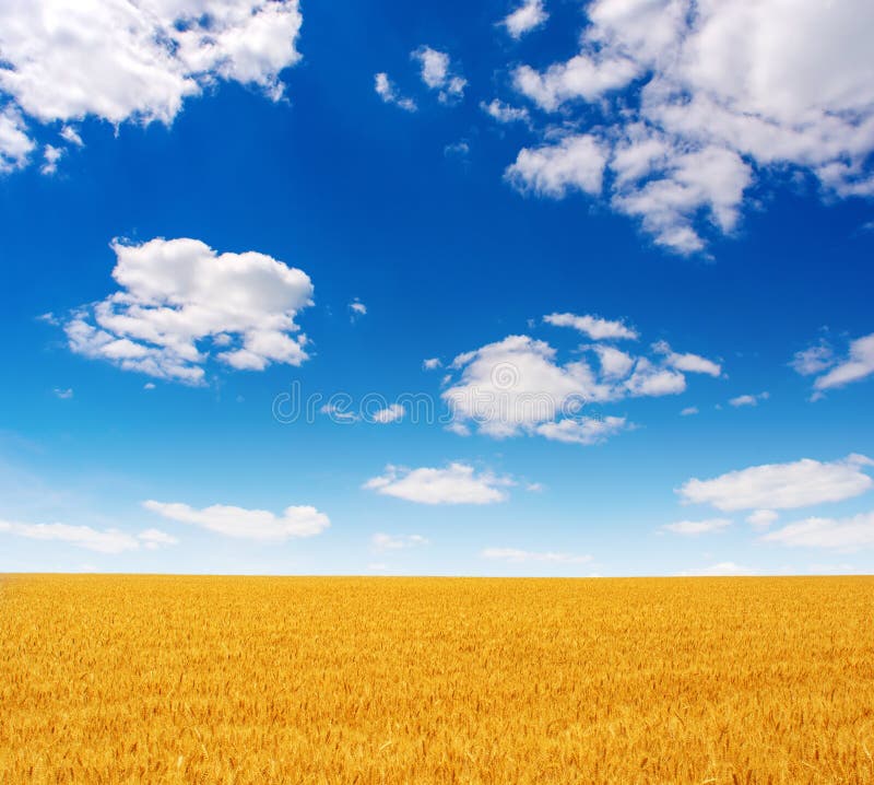Photo of Yellow Wheat Field with Blue Sky and Clouds at Summer Stock