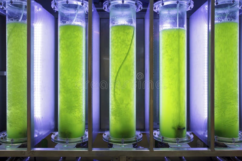 Photobioreactor in de brandstofbiofuel van laboratoriumalgen de industrie