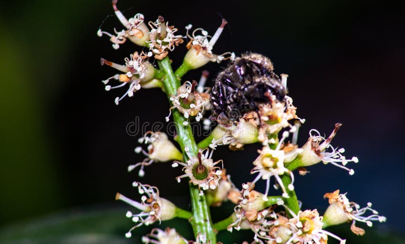 canopy nectar flower canopy nectar flower