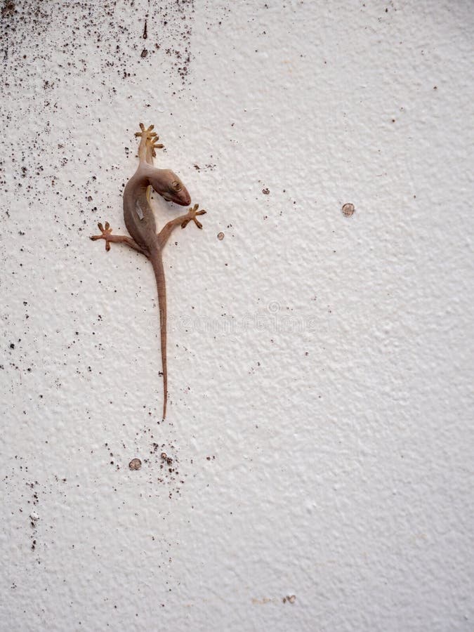 House Lizard Hanging Upside Down on Wall royalty free stock photos
