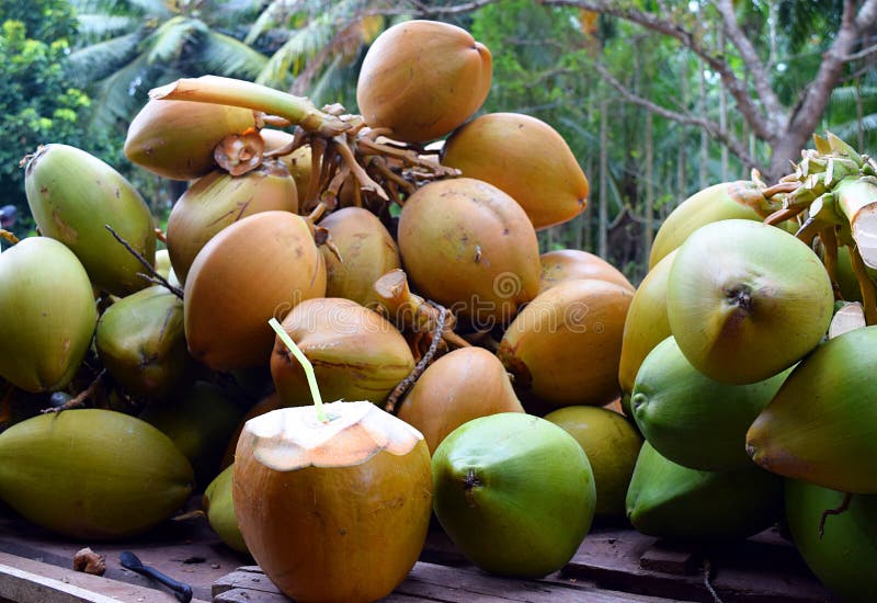 Cut Open Tender Green Coconut with Straw Inside and Bunch of Coconuts - Healthy Natural Beverage - Nutritious Detox Drink Stock Photo - Image of business, cookery: 127886084 Cut Open Tender Green Coconut with Straw Inside and Bunch of Coconuts - Healthy Natural Beverage - Nutritious Detox Drink Stock Photo - Image of business, cookery: 127886084