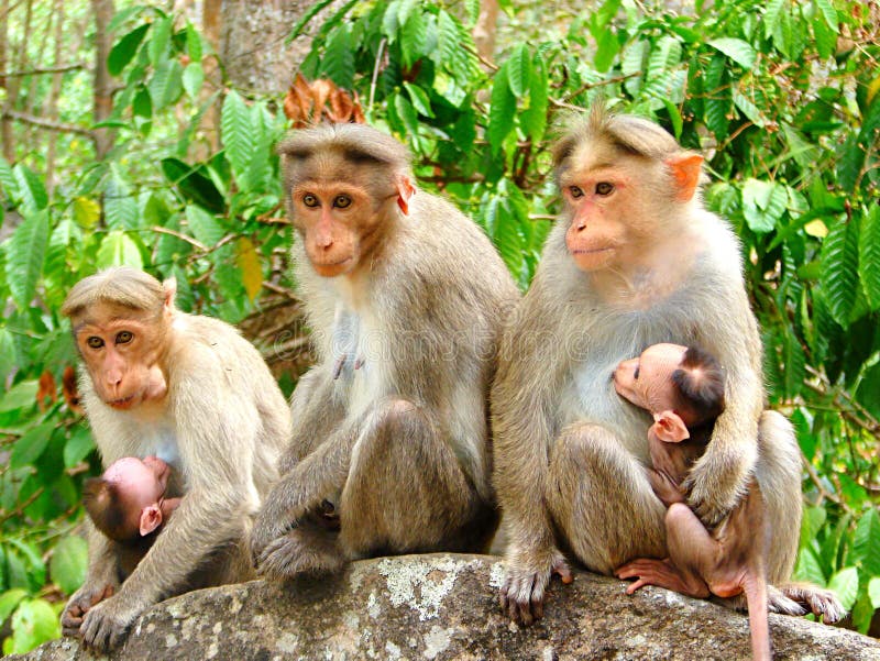 Tohle je fotografie skupiny makaků rhesus makaků, macaca mulatta s různými výrazy obličeje.