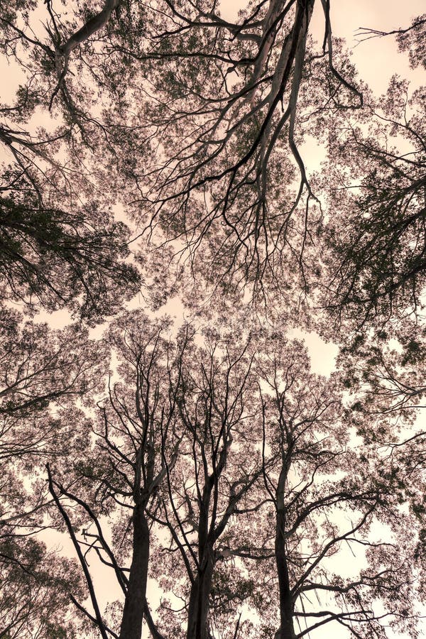 Photograph Looking Up through a Tree
