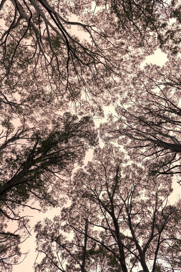 Photograph Looking Up through a Tree