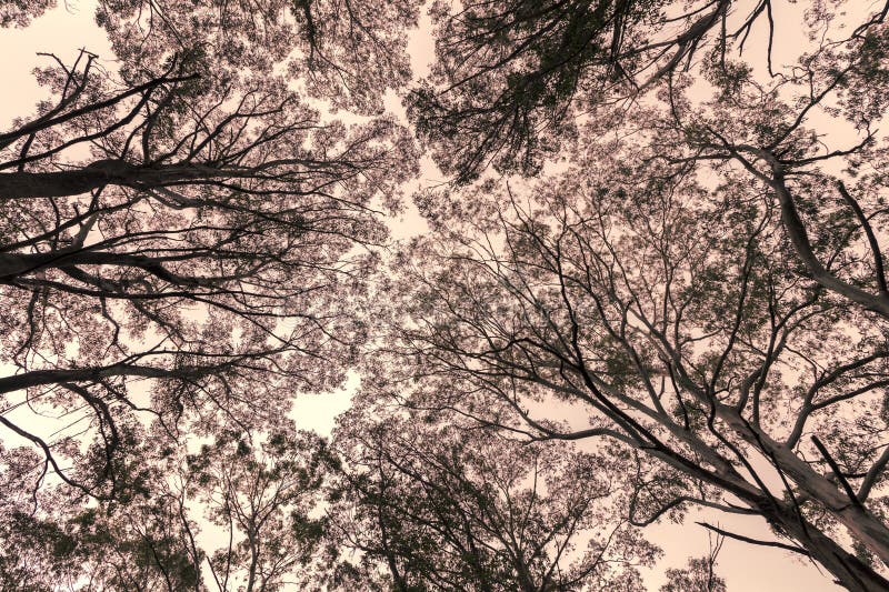 Photograph Looking Up through a Tree