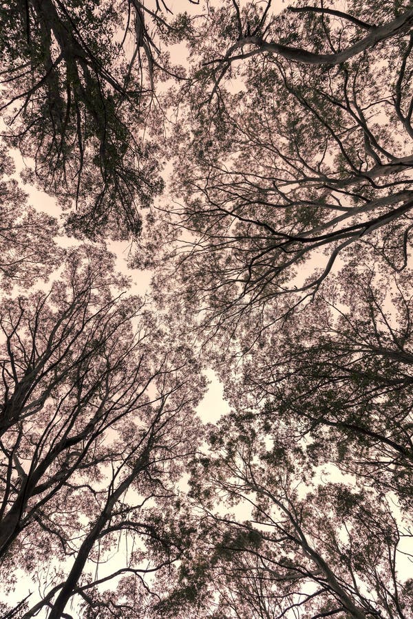 Photograph Looking Up through a Tree