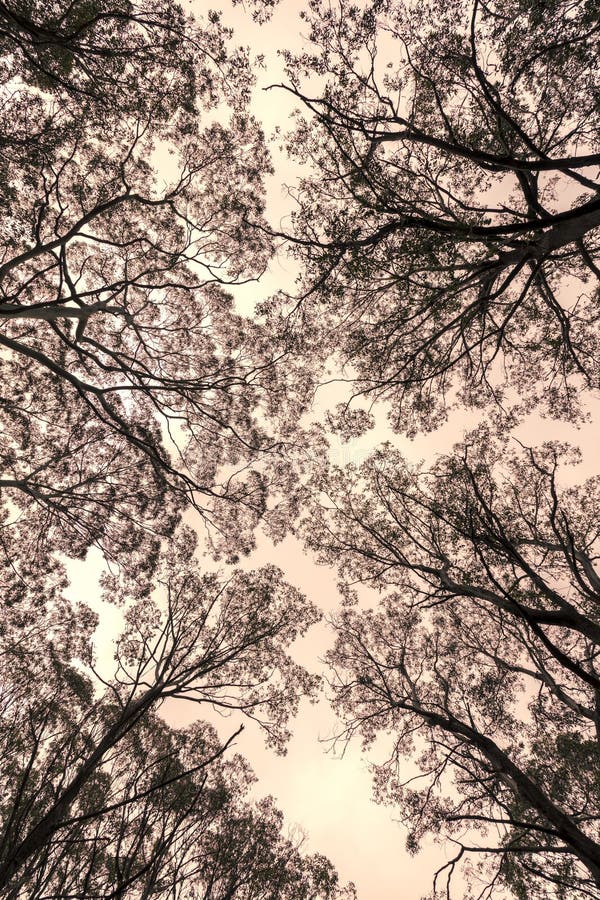 Photograph Looking Up through a Tree