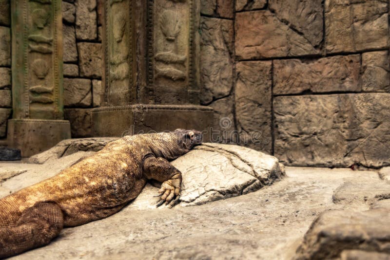 Photograph of a specimen of Komodo dragon, also called Komodo monster and Komodo monitor lizard sleeping on a rock at the Mandalay Bay Resort and Casino on the Las Vegas Strip