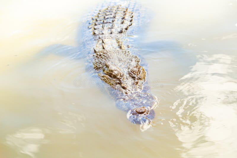 Crocodile Surfaced from a River in HARTLEYโS CROCODILE ADVENTURES Stock ... Biology Diagrams