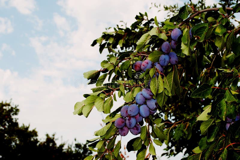 Plums used to make Agen prunes stock photos Plums used to make Agen prunes stock photos