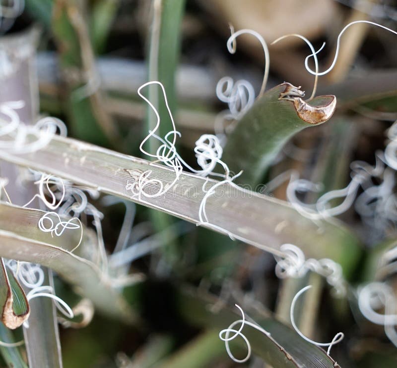 The tiny white strings on the branches of the yucca plant royalty free stock images The tiny white strings on the branches of the yucca plant royalty free stock images
