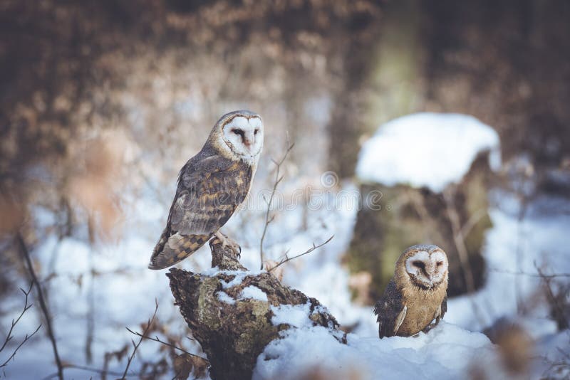 Barn-owls pair