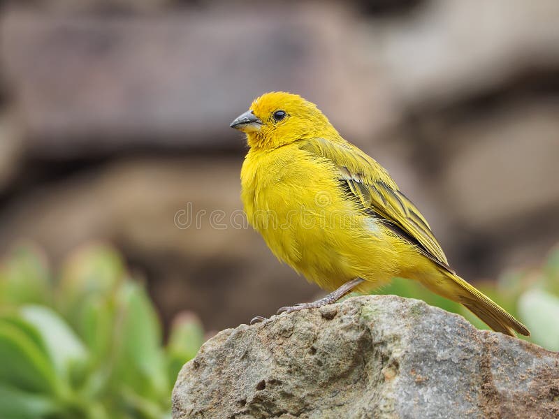 Photograph of a yellow canary in nature. Crithagra flaviventris