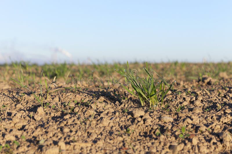 Young grass plants, close-up