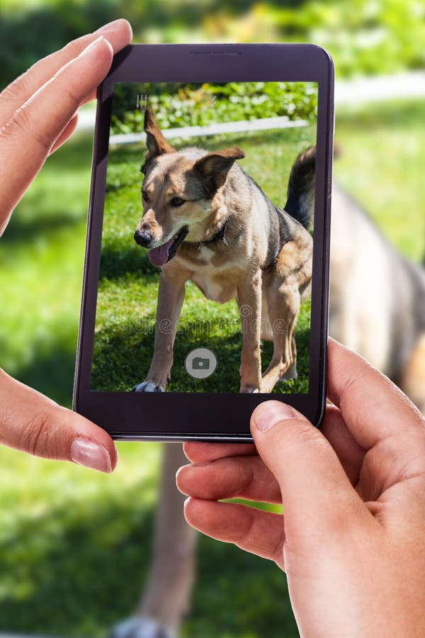 Photographie d'un chien image stock Photographie d'un chien image stock