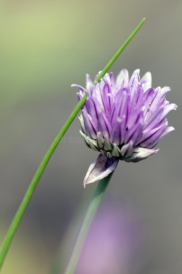Photographie en couleur d'une fleur de ciboulette photos stock Photographie en couleur d'une fleur de ciboulette photos stock