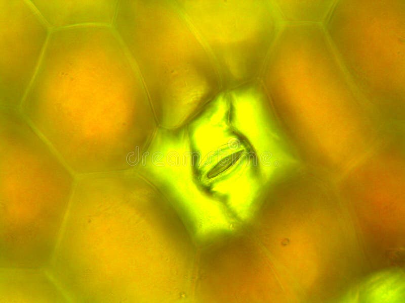 Photographie microscopique de côté de dessous de la feuille de pendula de Zebrina montrant le stoma Photographie microscopique de côté de dessous de la feuille de pendula de Zebrina montrant le stoma